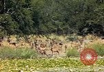 Image of gazelles Sub Saharan Africa, 1958, second 30 stock footage video 65675058735