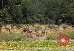 Image of gazelles Sub Saharan Africa, 1958, second 31 stock footage video 65675058735