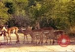 Image of gazelles Sub Saharan Africa, 1958, second 32 stock footage video 65675058735