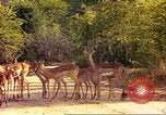 Image of gazelles Sub Saharan Africa, 1958, second 33 stock footage video 65675058735