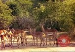 Image of gazelles Sub Saharan Africa, 1958, second 34 stock footage video 65675058735