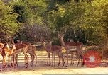 Image of gazelles Sub Saharan Africa, 1958, second 35 stock footage video 65675058735