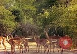 Image of gazelles Sub Saharan Africa, 1958, second 36 stock footage video 65675058735