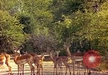 Image of gazelles Sub Saharan Africa, 1958, second 37 stock footage video 65675058735