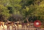 Image of gazelles Sub Saharan Africa, 1958, second 38 stock footage video 65675058735