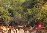 Image of gazelles Sub Saharan Africa, 1958, second 39 stock footage video 65675058735