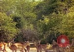 Image of gazelles Sub Saharan Africa, 1958, second 40 stock footage video 65675058735