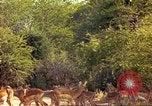 Image of gazelles Sub Saharan Africa, 1958, second 41 stock footage video 65675058735