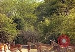 Image of gazelles Sub Saharan Africa, 1958, second 42 stock footage video 65675058735