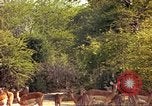 Image of gazelles Sub Saharan Africa, 1958, second 43 stock footage video 65675058735