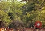 Image of gazelles Sub Saharan Africa, 1958, second 44 stock footage video 65675058735