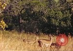 Image of gazelles Sub Saharan Africa, 1958, second 45 stock footage video 65675058735