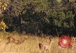 Image of gazelles Sub Saharan Africa, 1958, second 46 stock footage video 65675058735