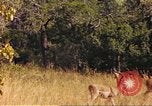 Image of gazelles Sub Saharan Africa, 1958, second 47 stock footage video 65675058735