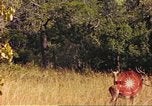 Image of gazelles Sub Saharan Africa, 1958, second 48 stock footage video 65675058735