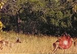 Image of gazelles Sub Saharan Africa, 1958, second 50 stock footage video 65675058735