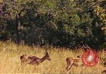 Image of gazelles Sub Saharan Africa, 1958, second 51 stock footage video 65675058735