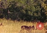Image of gazelles Sub Saharan Africa, 1958, second 52 stock footage video 65675058735