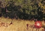 Image of gazelles Sub Saharan Africa, 1958, second 53 stock footage video 65675058735