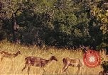 Image of gazelles Sub Saharan Africa, 1958, second 54 stock footage video 65675058735