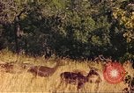 Image of gazelles Sub Saharan Africa, 1958, second 55 stock footage video 65675058735