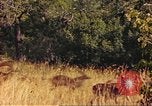 Image of gazelles Sub Saharan Africa, 1958, second 56 stock footage video 65675058735