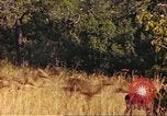Image of gazelles Sub Saharan Africa, 1958, second 57 stock footage video 65675058735