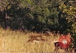 Image of gazelles Sub Saharan Africa, 1958, second 58 stock footage video 65675058735