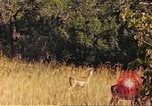 Image of gazelles Sub Saharan Africa, 1958, second 59 stock footage video 65675058735
