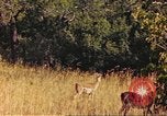 Image of gazelles Sub Saharan Africa, 1958, second 60 stock footage video 65675058735