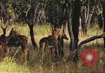 Image of gazelles Sub Saharan Africa, 1958, second 61 stock footage video 65675058735