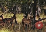 Image of gazelles Sub Saharan Africa, 1958, second 62 stock footage video 65675058735