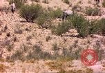 Image of gazelles Sub Saharan Africa, 1958, second 14 stock footage video 65675058736