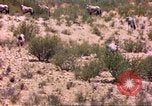 Image of gazelles Sub Saharan Africa, 1958, second 16 stock footage video 65675058736