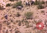Image of gazelles Sub Saharan Africa, 1958, second 26 stock footage video 65675058736