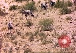 Image of gazelles Sub Saharan Africa, 1958, second 27 stock footage video 65675058736