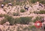 Image of gazelles Sub Saharan Africa, 1958, second 33 stock footage video 65675058736