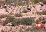 Image of gazelles Sub Saharan Africa, 1958, second 34 stock footage video 65675058736