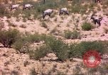 Image of gazelles Sub Saharan Africa, 1958, second 36 stock footage video 65675058736