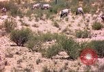 Image of gazelles Sub Saharan Africa, 1958, second 38 stock footage video 65675058736