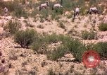 Image of gazelles Sub Saharan Africa, 1958, second 40 stock footage video 65675058736