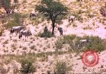 Image of gazelles Sub Saharan Africa, 1958, second 45 stock footage video 65675058736