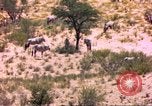 Image of gazelles Sub Saharan Africa, 1958, second 46 stock footage video 65675058736