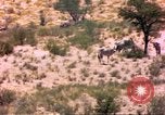 Image of gazelles Sub Saharan Africa, 1958, second 49 stock footage video 65675058736