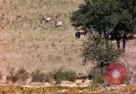 Image of gazelles Sub Saharan Africa, 1958, second 53 stock footage video 65675058736