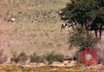 Image of gazelles Sub Saharan Africa, 1958, second 54 stock footage video 65675058736