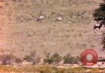 Image of gazelles Sub Saharan Africa, 1958, second 55 stock footage video 65675058736