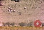 Image of gazelles Sub Saharan Africa, 1958, second 62 stock footage video 65675058736