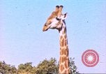 Standbild Giraffen Afrika südlich der Sahara, 1958, aus Sekunde 1 historischem Filmmaterial Videoclip 65675058737