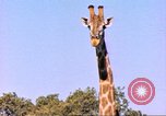 Standbild Giraffen Afrika südlich der Sahara, 1958, aus Sekunde 3 historischem Filmmaterial Videoclip 65675058737